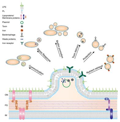 Outer Membrane Vesicle Induction and Isolation for Vaccine Development